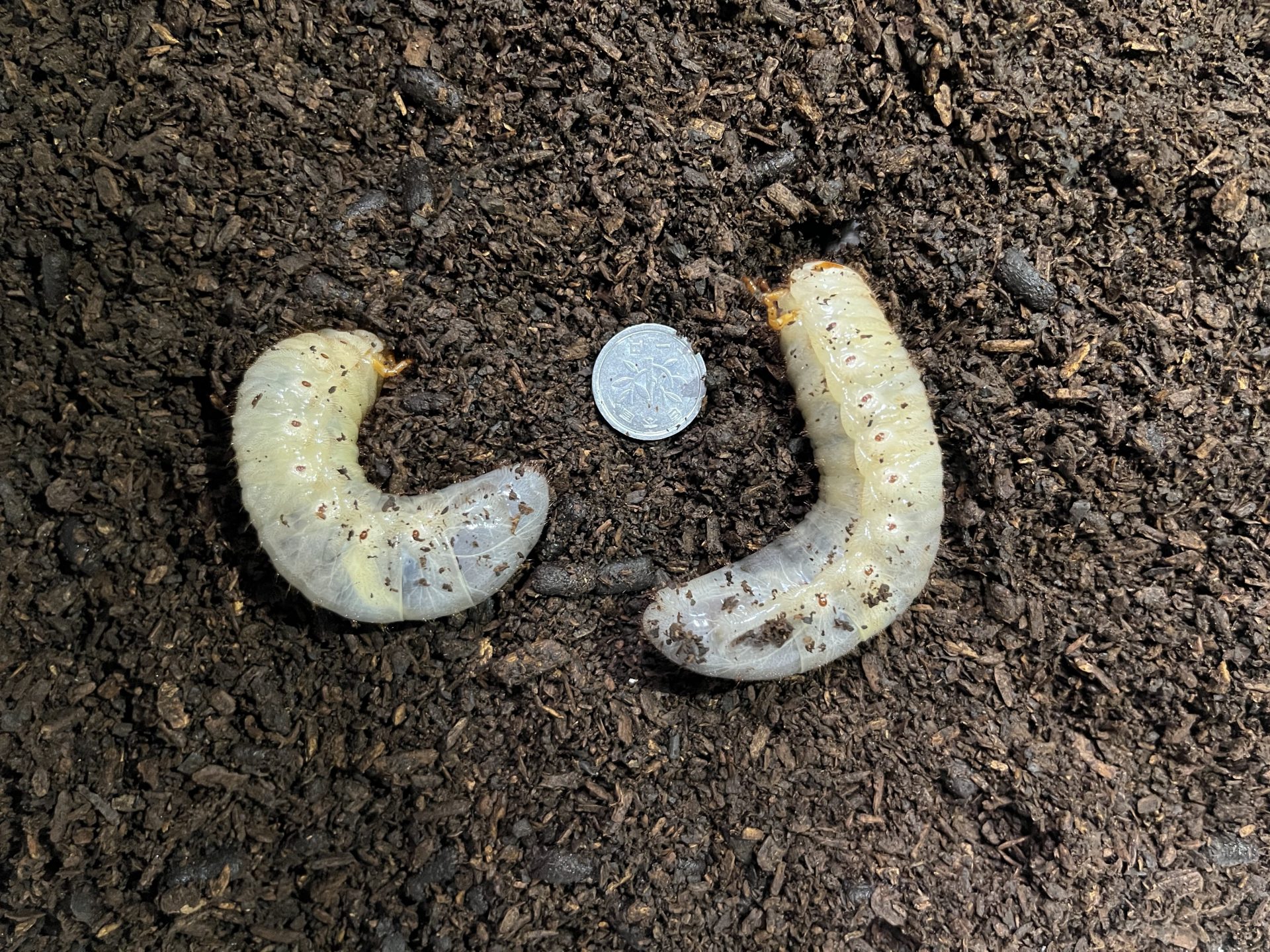 カブトムシ幼虫の栄養強化！キクラゲ菌床特大ブロック【18個】マットに